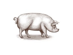 pig art 2 2